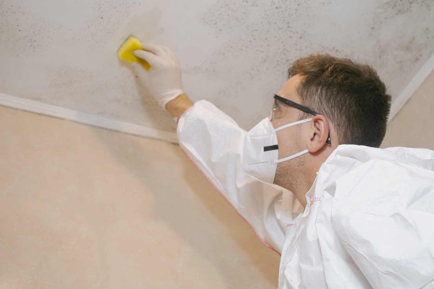 Mould removal service in Auckland