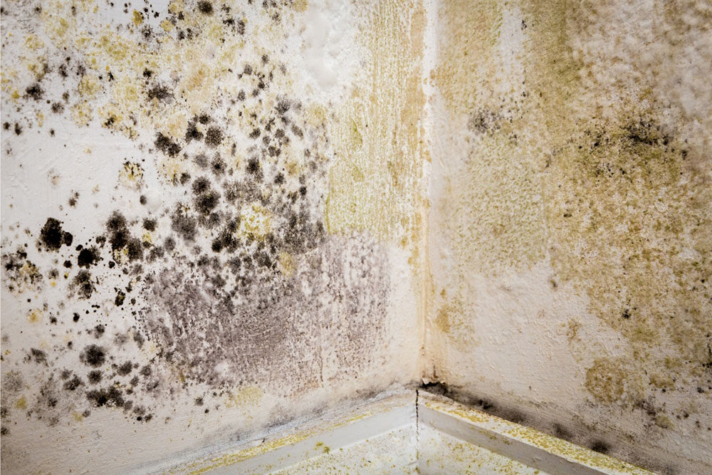 Mould removal