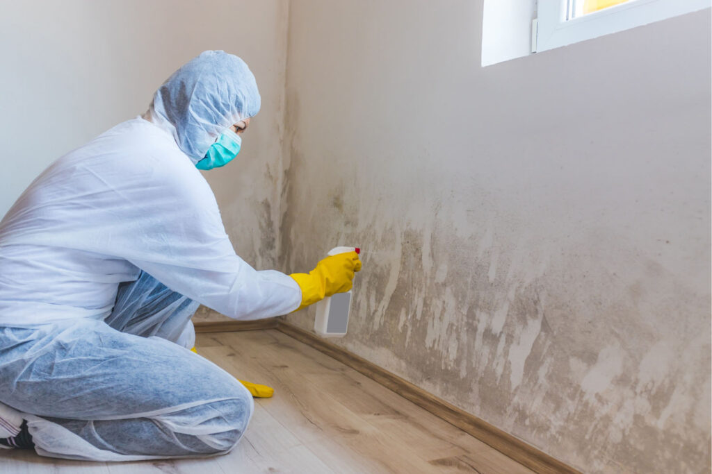 Professional mould removal service