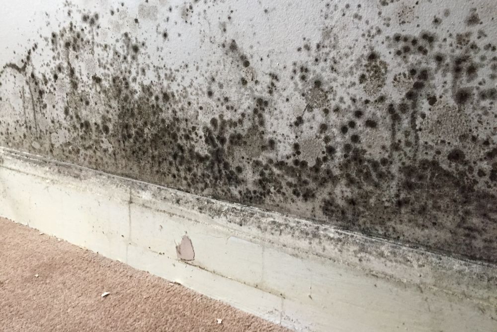 Black mould on a wall