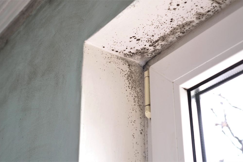 Symptoms of Black Mould